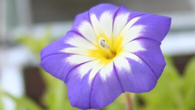 Photo of Belle-de-jour, Tricolor bindweed