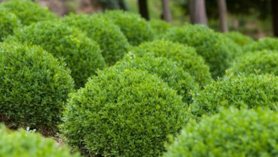 Photo of Boxwood