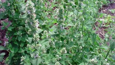 Photo of Catnip: como cultivar a catnip