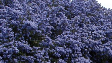 Photo of Ceanothus impressus Céanothe de Santa Barbara, Lila de Californie