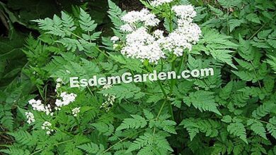 Photo of Chervil – Cultivar cerefólio no seu jardim