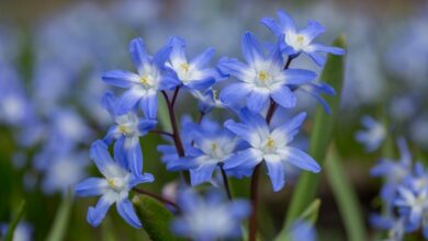 Photo of Chionodoxa forbesii Gloria de las Nieves