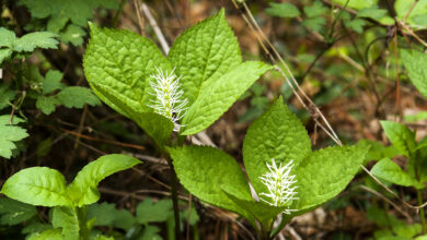 Photo of Chloranthus Fortunei