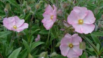 Photo of Cistus x skanbergii Cistus skanbergi, cistus anã rosa