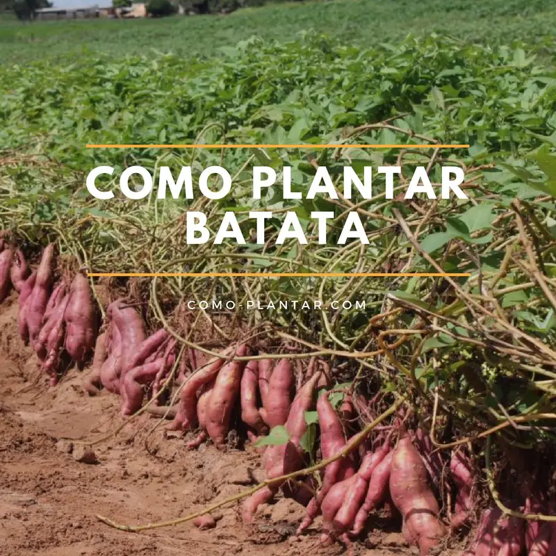 Como Cultivar Batatas Quando Devem Ser Plantadas Noticias De Jardim 0289