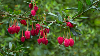 Photo of Crinodendron hookerianum Linterna Chilena