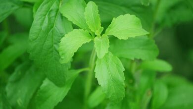 Photo of Cuidados a ter com a planta de Stevia : Como e onde a Stevia cresce