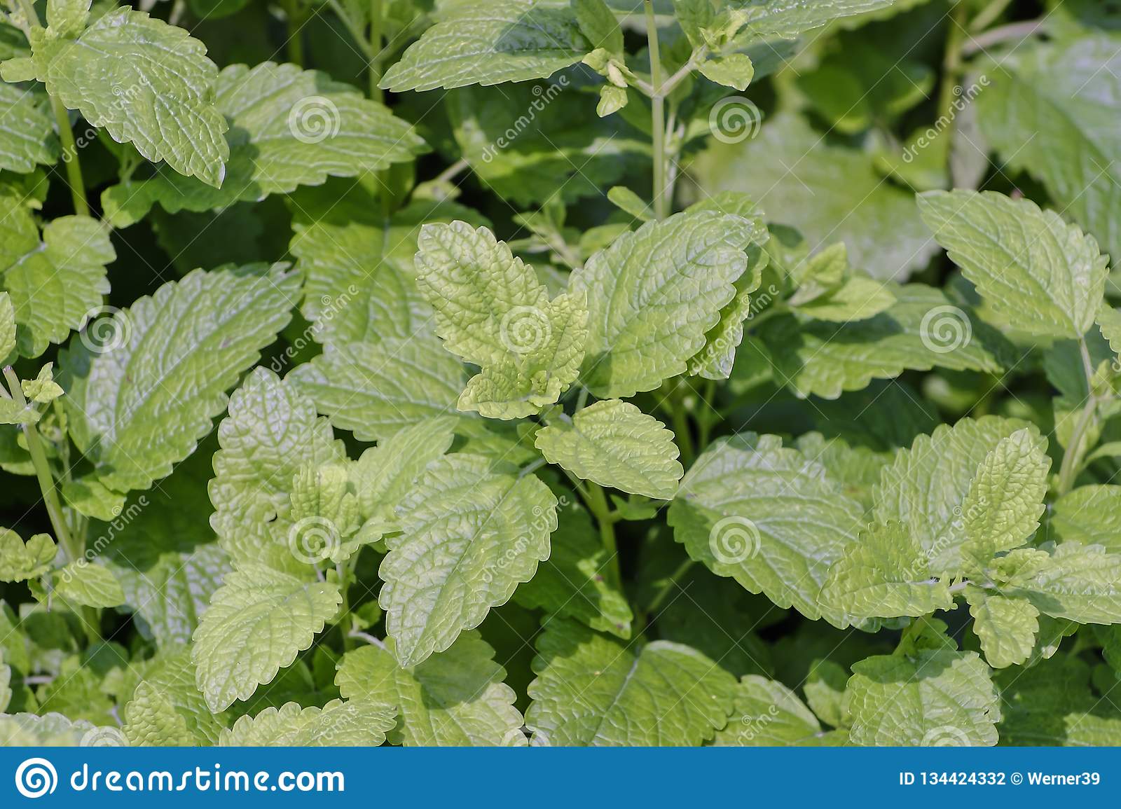 Cuidados com a planta Melissa officinalis, Melissa ou bálsamo de limão ...