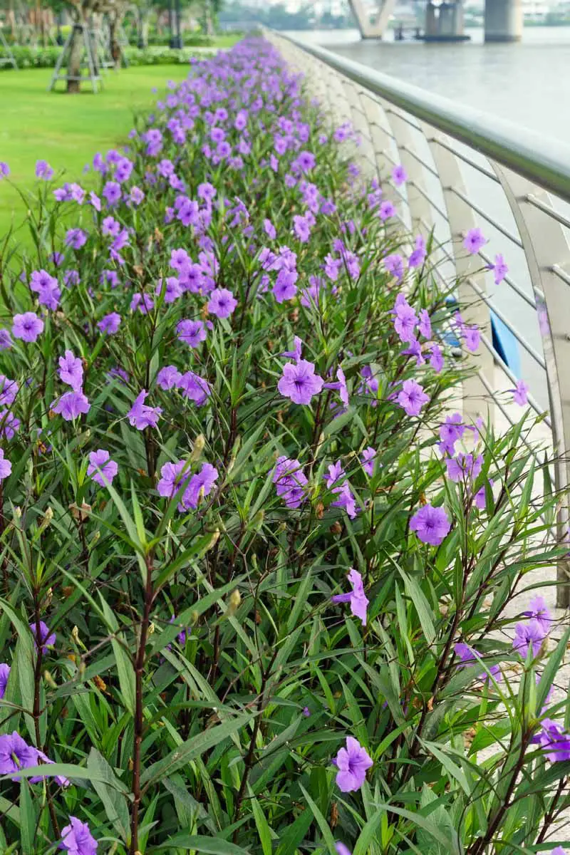 What Kills Mexican Petunias