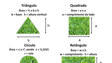 Photo of Cultivo de grama de rua – Dicas para manutenção de plantas de rua