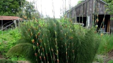 Photo of Elegia capensis Restio Ponytail