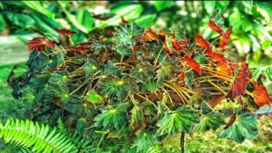 Photo of Entretenimento da planta Begonia heracleifolia ou Cachimba
