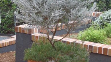 Photo of Eremophila nivea Eremophila silica