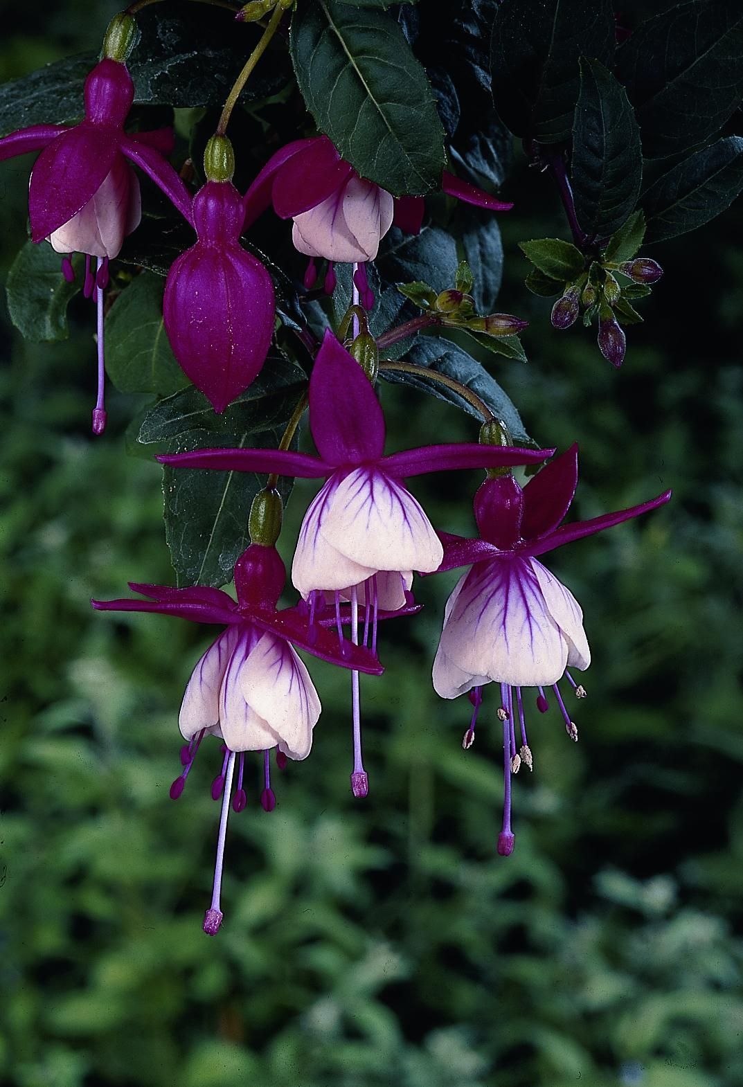 Fuchsia Paniculate Fuchsia Flor Lil S Noticias De Jardim   Fuchsia Paniculate Fuchsia Flor Lilas 