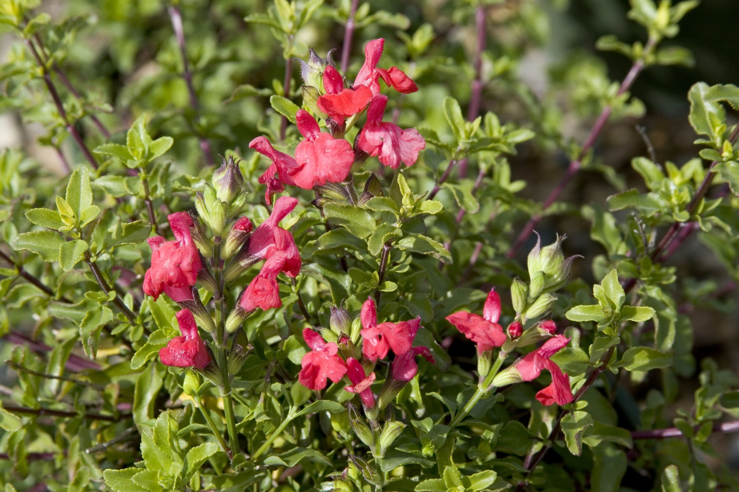 Graham Salvia Mallow Noticias De Jardim