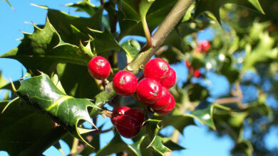 Photo of Ilex Holly