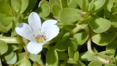 Photo of Informações sobre a planta Bacopa: Como cultivar uma planta Bacopa