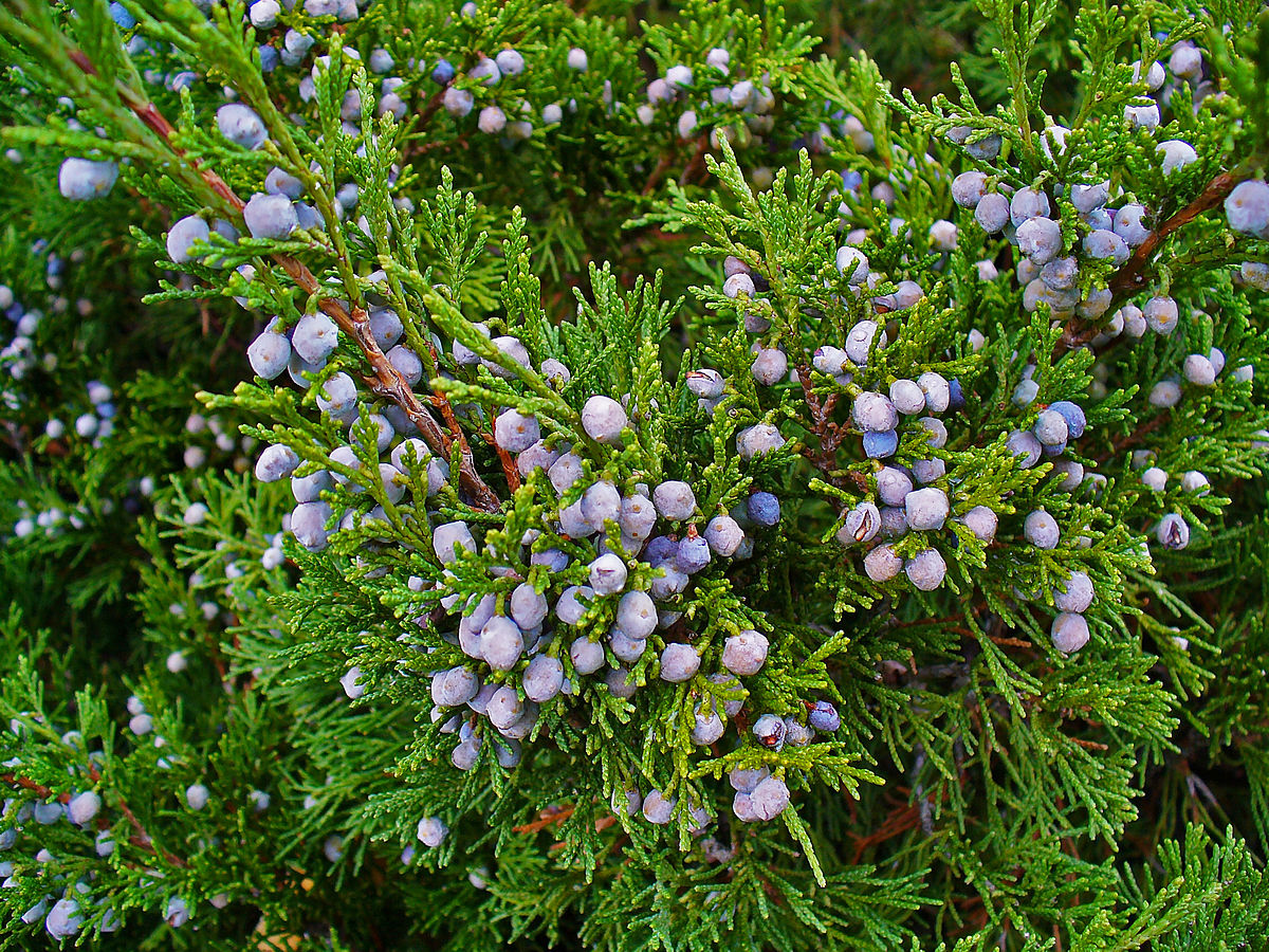 Juniperus sabina Juniper, Sabinier, Stink Juniper - Noticias De Jardim