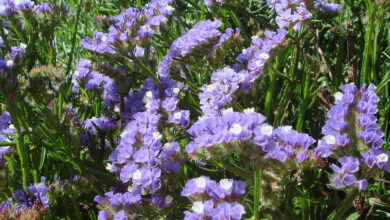 Photo of Limonium sinuatum Estatice sinuoso, Wave-leaved limonium