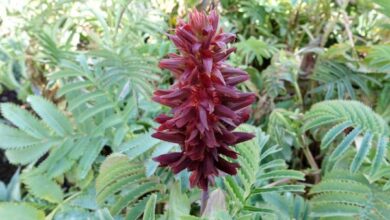 Photo of Melianthus major grande mélianthe