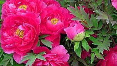 Photo of Paeonia x suffruticosa Pivoine arbustive, Pivoine arboricole