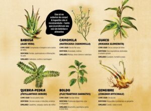 Plantas para jardins de chá como preparar as melhores plantas para o chá Noticias De Jardim
