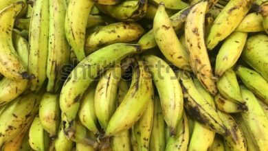 Photo of Platanus occidentalis Plantain, banana ocidental