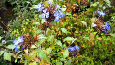 Photo of Plumbago de Willmott