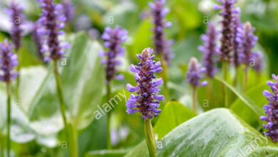 Photo of Pontederia cordata de corazón