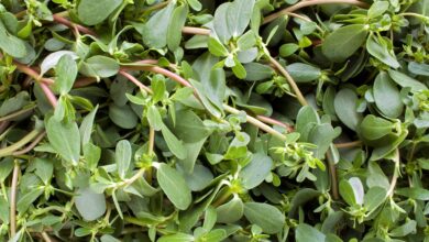 Photo of Purslane