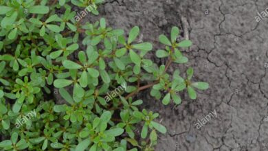 Photo of Purslane fresco – O que é purslane e purslane tratamento de plantas?