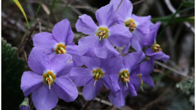 Photo of Ramonda myconi Ramonde des Pyrénées