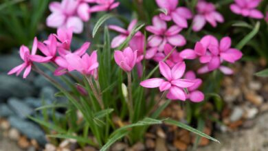 Photo of Rodohypoxis baurii