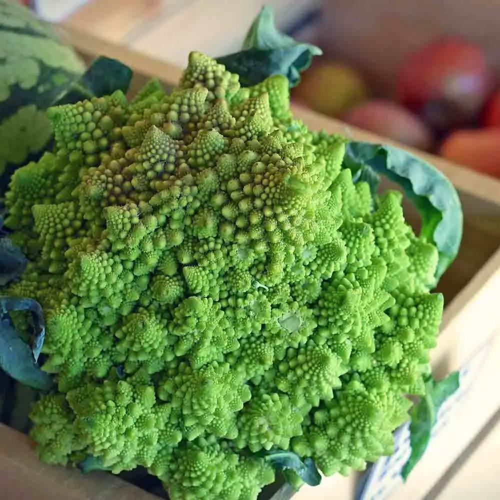 Romanesco Broccoli Care Como Cultivar Brócolos Romanesco Noticias De Jardim 9725