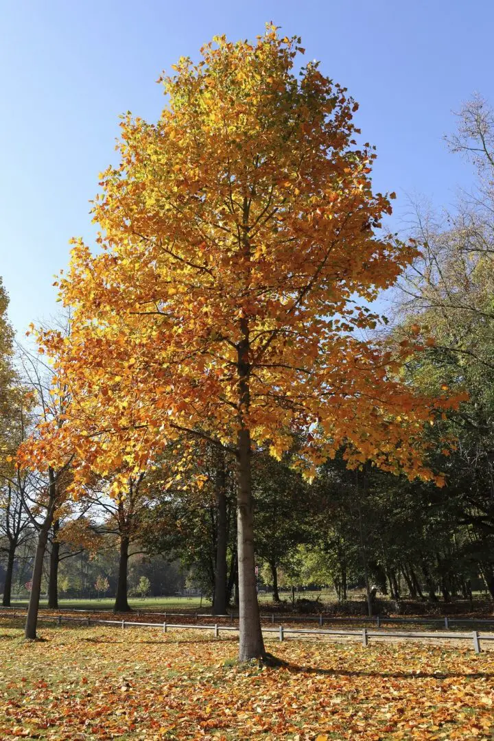 saiba-mais-sobre-os-cuidados-e-propaga-o-do-liriodendron-tulipifera