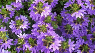 Photo of Scaevola aemula Scaevola, fada das flores