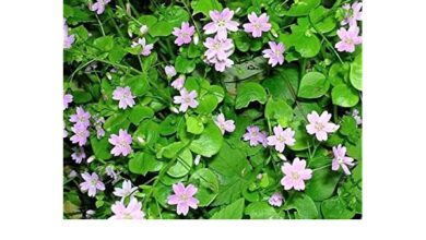 Photo of Siberian Claytonia Siberian Claytonia