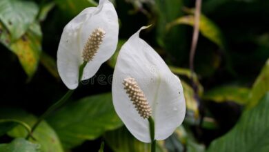 Photo of Spathiphyllum Falso arum, Vela Branca, Moonflower