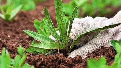 Photo of Tansy comum: dicas para controlar ervas daninhas tansy