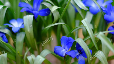 Photo of Tecophilaea cyanocrocus Azul Crocus chileno