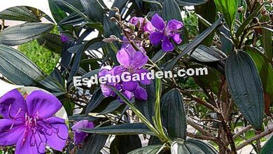 Photo of Tibouchina urvilleana Tibouchine, flor de aranha