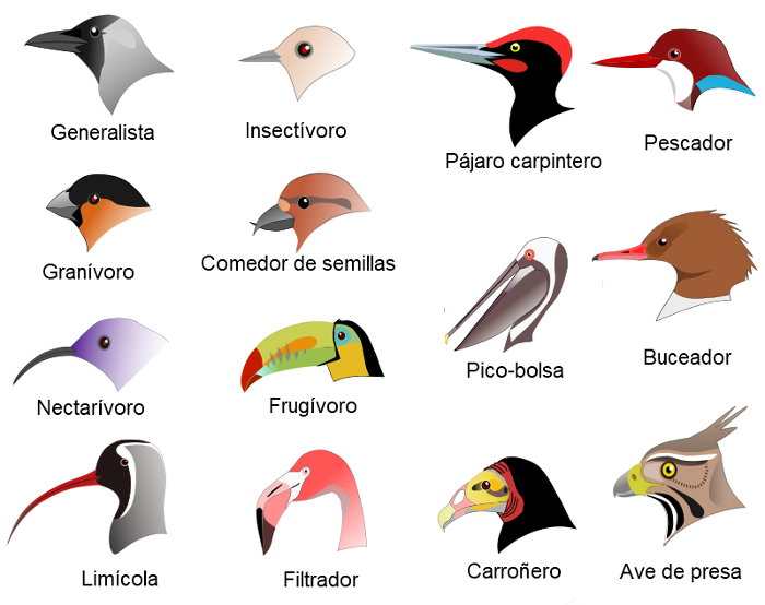 Tipos De Aves - Noticias De Jardim