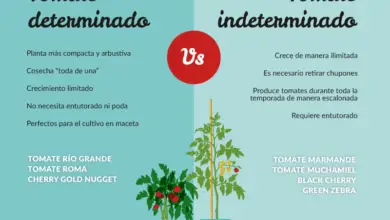 Photo of Tomates determinados e indeterminados: como distinguir um tomate determinado de um tomate indeterminado