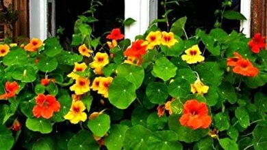 Photo of Tropaeolum majus Garden Nasturtium, grande nasturtium