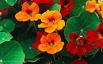 Photo of Tuberoso nasturtium de inverno