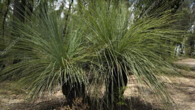 Photo of Xanthorrhoea glauca, árvore de grama, criança negra