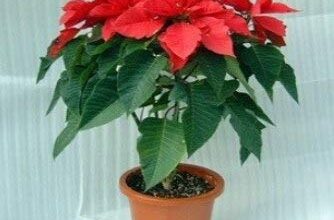 Photo of Com como cuidados com as plantas Natal: [Solo, umidade, poda e problemas]