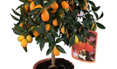 Photo of cuidados Kumquat: [Solo, umidade, poda e problemas]