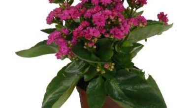 Photo of Kalanchoe Care: [Sujeira, umidade, poda e problemas]