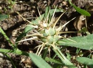 Photo of Caltrops: [Colheita, Irrigação, Associações, Pragas e Doenças]